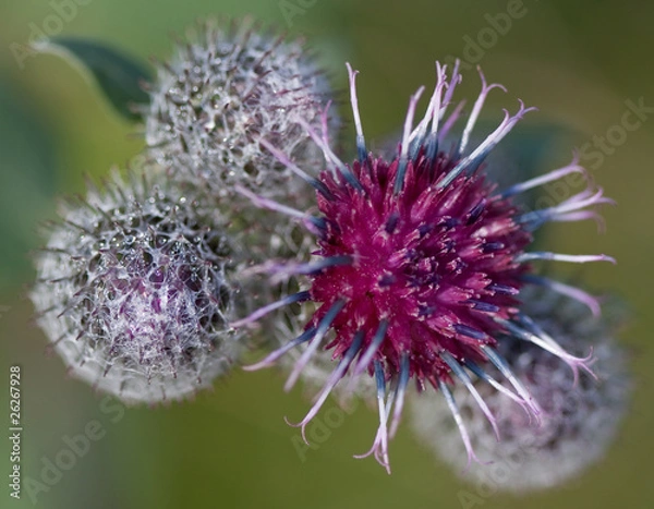 Obraz Burdock