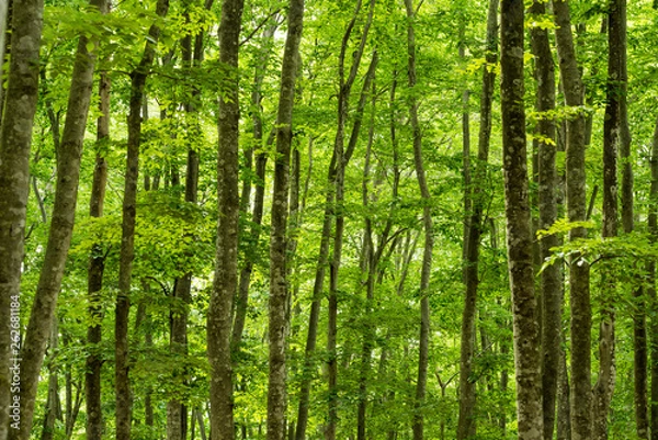 Fototapeta 美人林のブナ