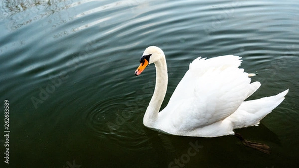 Obraz White swan in water scene