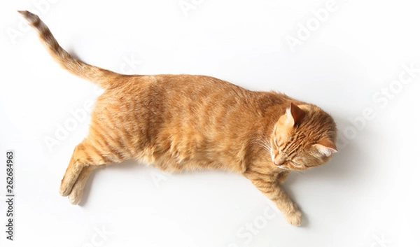 Obraz Ginger cat lying on a white table. Cute cat with green eyes. At the veterinarian. Top view