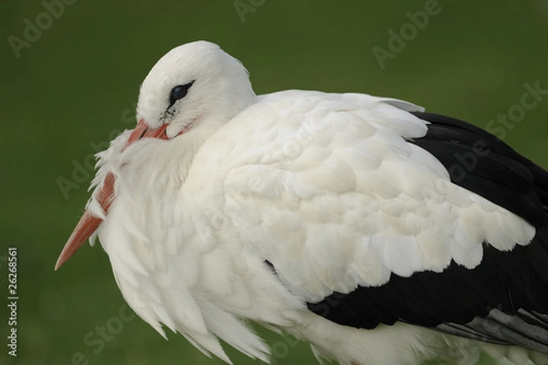 Obraz white stork
