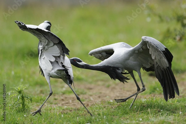 Obraz demoiselle cranes squabble