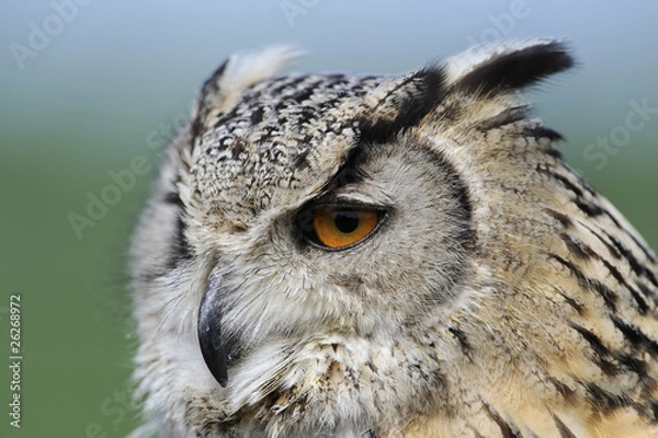 Obraz eagle owl portrait