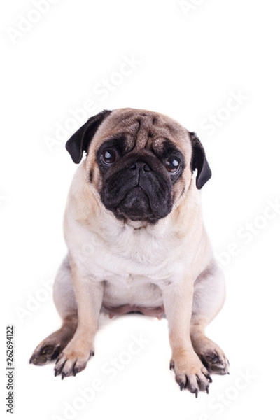 Fototapeta Portrait of a pug dog with big sad eyes. Isolated