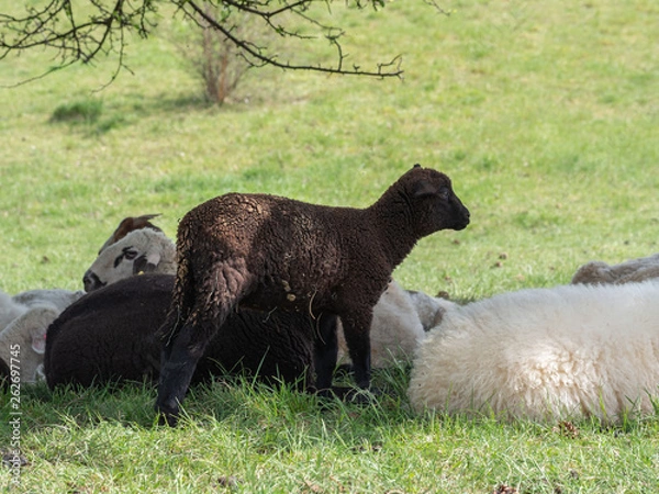 Obraz Lamb and herd on pasture