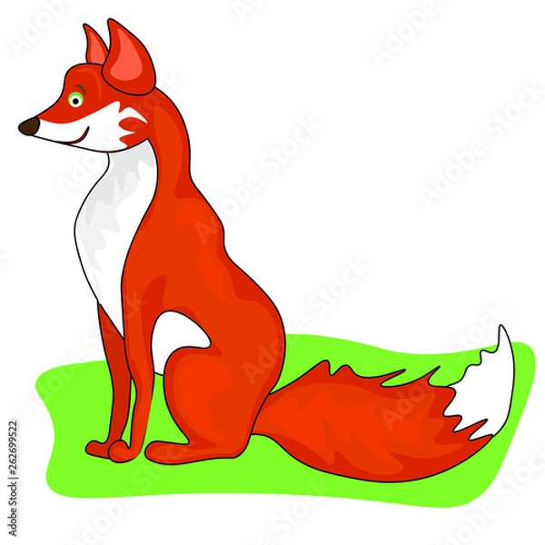 Obraz Red fox isolated on white background. Vector