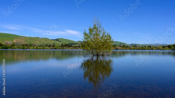 Fototapeta Lonely Tree at a Peaceful Lake
