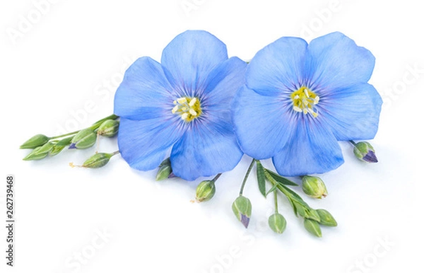 Fototapeta Flax flowers with seeds closeup isolated on white