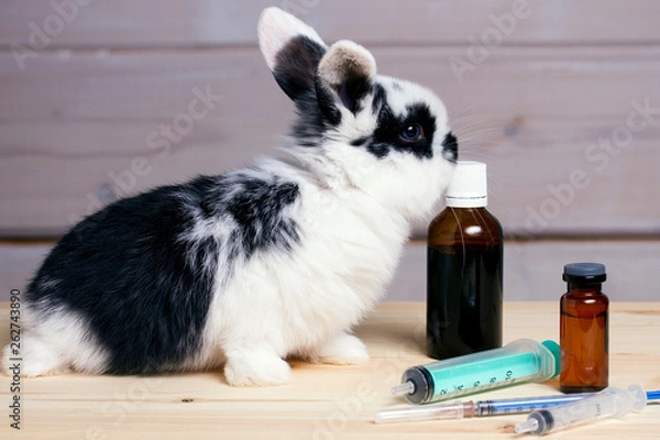Obraz little rabbit on wooden background with a can of vitamins and a vaccine. Vitamin problem, vaccination, treatment