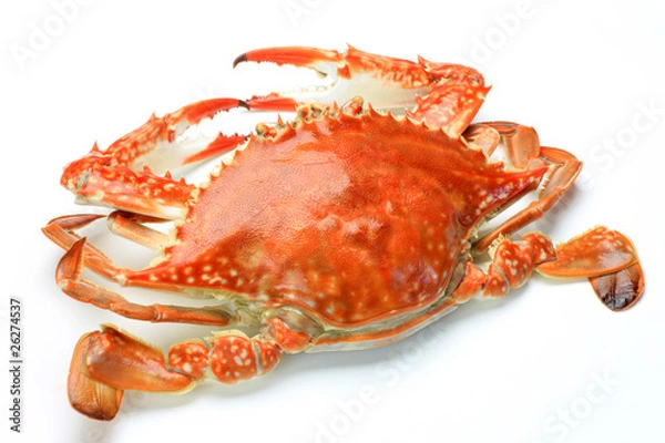 Obraz The lblue crab which was boiled