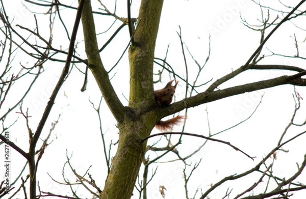 Fototapeta Wiewióra