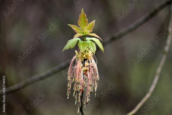 Fototapeta Wiosenne drzewo