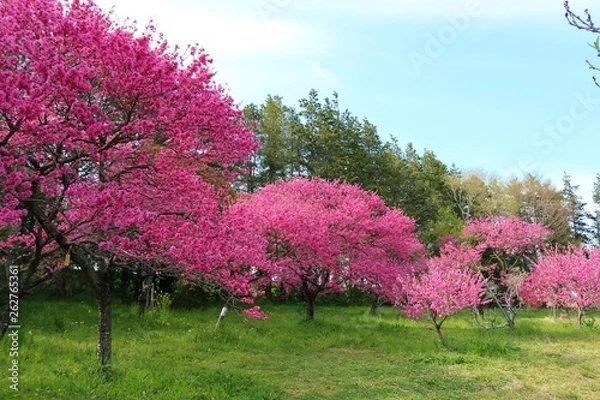 Fototapeta 桃の花　満開　春　茨城
