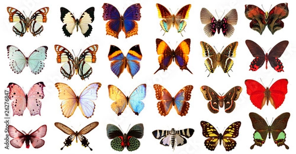 Obraz Some various collection of butterflies isolated on white