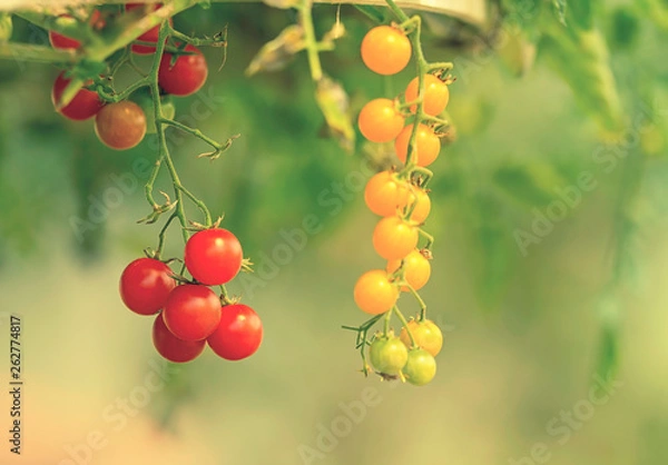 Obraz Cluster of cherry tomatoes plant ripening in vegetable garden