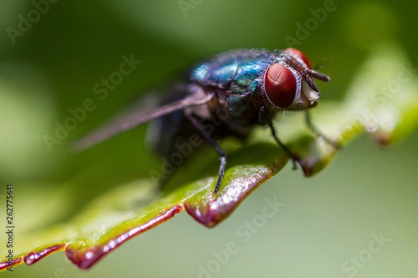 Fototapeta Mosca - Macro