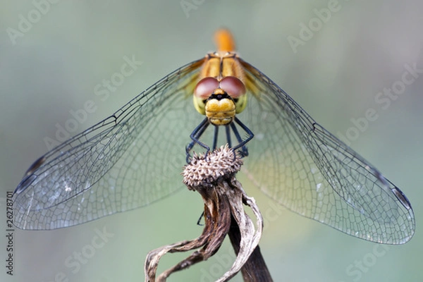 Obraz Beautiful bright Dragonfly close-up