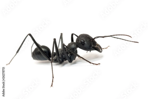 Obraz Ant isolated on white background