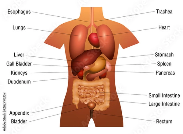 Obraz Internal organs chart - 3d anatomy diagram with inner organs and ...