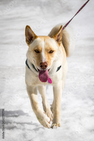 Fototapeta Husky Shepherd Mix Dog on Leash Running Uphill in the Snow - Spring - Aspen, Colorado