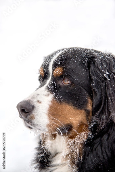 Obraz Beautiful Bernese Mountain Dog in Snow - Elegant Large Black White and Brown Tri Color Dog with Whiskers covered in Frost Icicles - Closeup Profile Looking Left