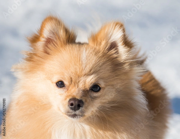 Obraz Closeup of Cute Furry Pomeranian Dog with Tan Fur - Sweet Puppy Playing in Snow at Wagner Park in Aspen, Colorado 