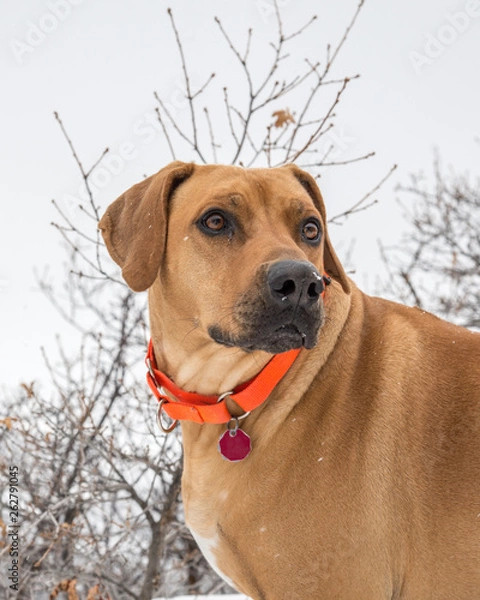 Obraz Large  Rhodesian Ridgeback with Beautiful Brown Eyes wearing Orange Collar Looks to Side - Outside on Snowy Winter Day - Hike