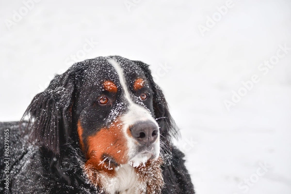 Fototapeta Bernese Mountain Dog in Snow with Frozen Whiskers and Snowflakes on Fur - Profile Looking Right