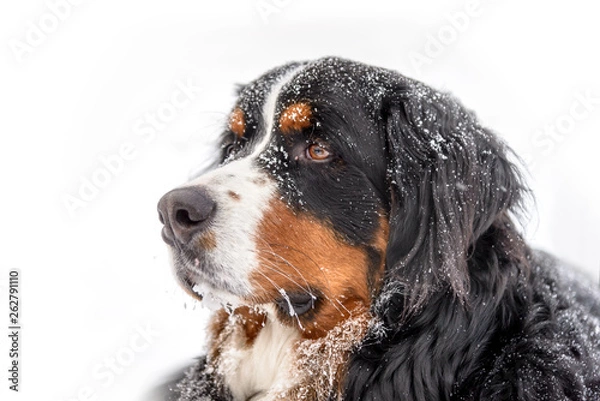 Fototapeta Bernese Mountain Dog in Snow with Frozen Whiskers and Snowflakes on Fur - Profile Looking to Left