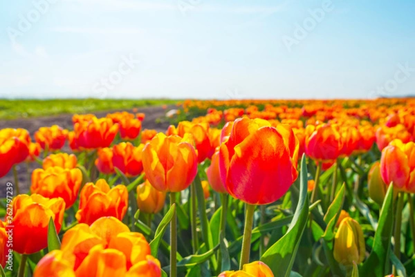 Fototapeta Field with flowers below a blue sky in sunlight in spring