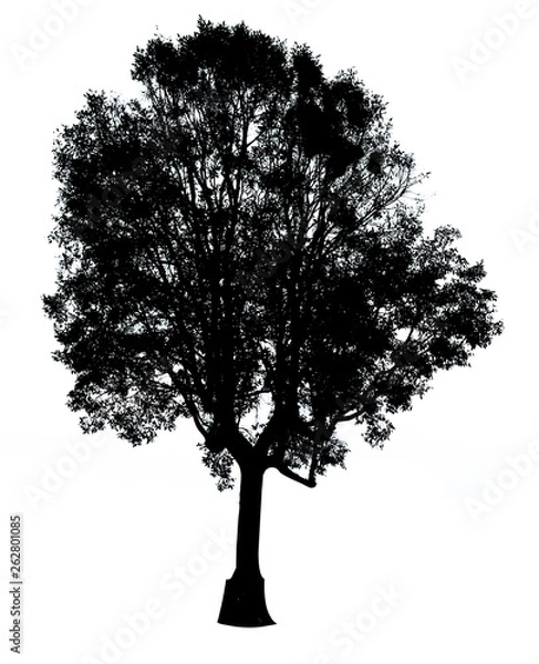 Fototapeta Silhouette tree isolated on a white background. Clipping path included
