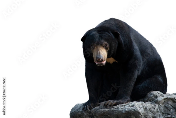 Obraz Sun bear
