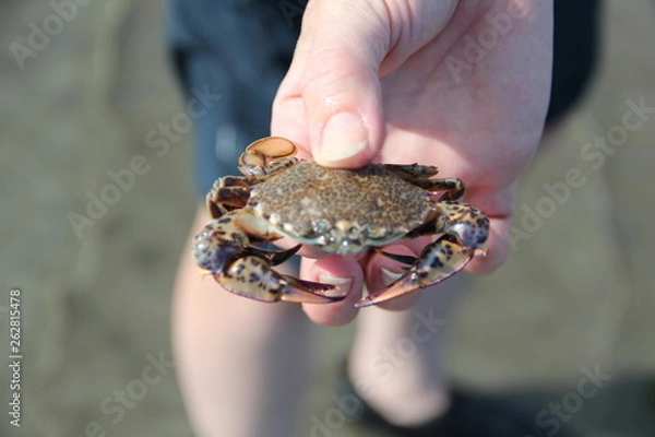 Obraz Crab