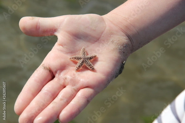 Obraz Starfish 2
