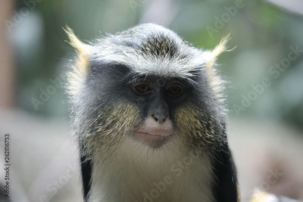 Obraz Monkey