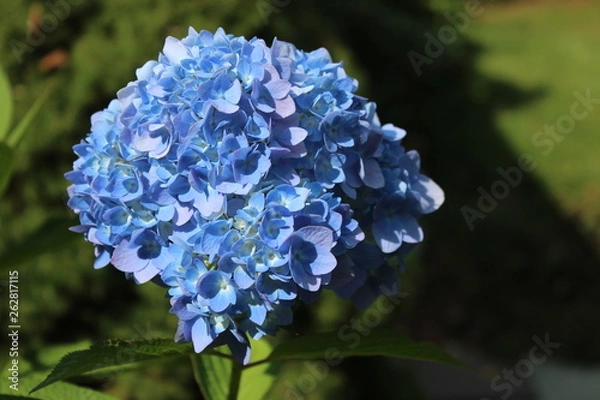 Fototapeta Hydrangea