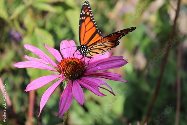 Obraz Butterfly on Echinechea