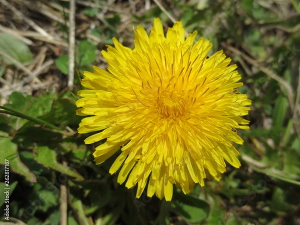 Obraz Löwenzahn Nahaufnahme