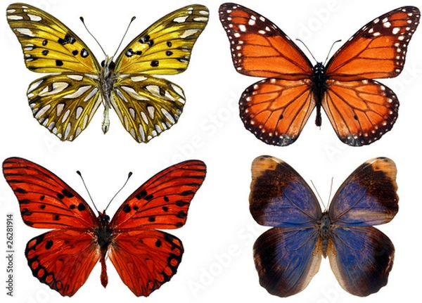 Obraz collection of butterflies isolated on white