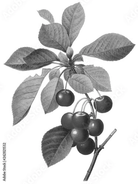 Obraz Halftone Botanical Illustration