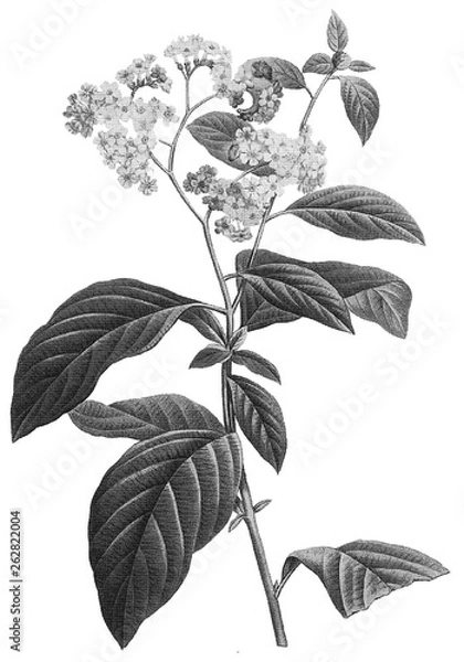 Obraz Halftone Botanical Illustration