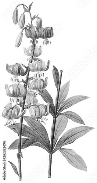 Obraz Botanical Illustrations in Halftone Pattern