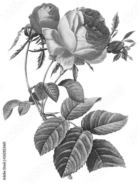 Obraz Botanical Illustrations in Halftone Pattern