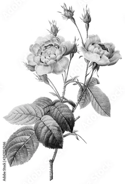 Obraz Botanical Illustrations in Halftone Pattern