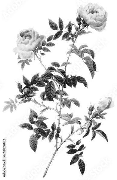 Obraz Botanical Illustrations in Halftone Pattern