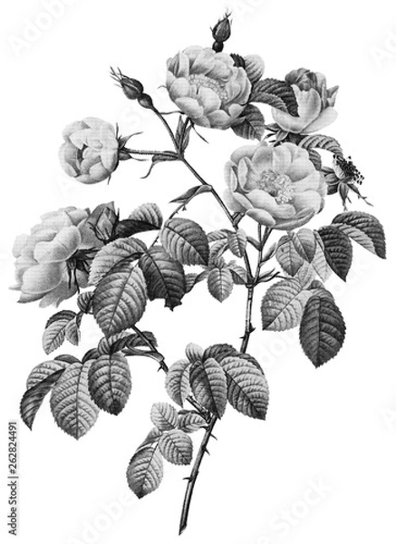 Obraz Botanical Illustrations in Halftone Pattern