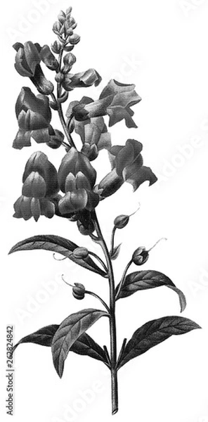 Obraz Botanical Illustrations in Halftone Pattern