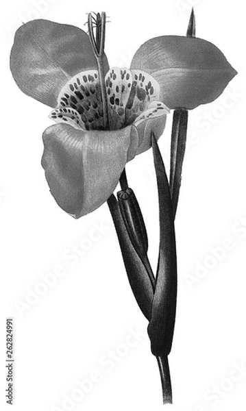 Obraz Botanical Illustrations in Halftone Pattern