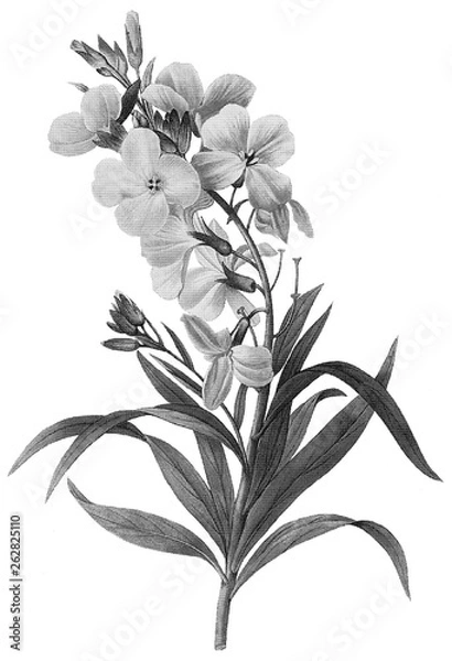 Obraz Botanical Illustrations in Halftone Pattern