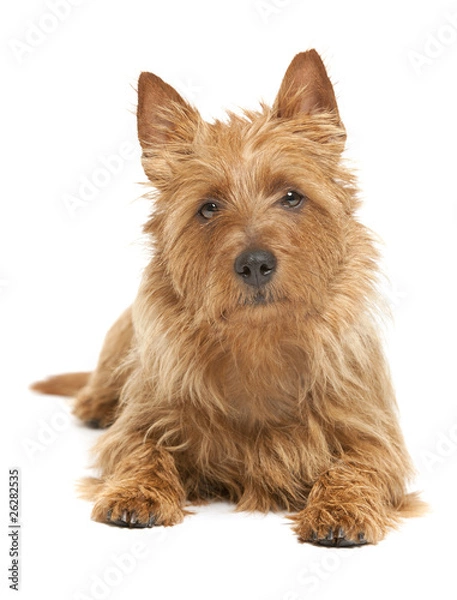 Fototapeta australian terrier
